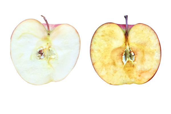 酸化前と酸化後の林檎